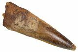 Fossil Spinosaurus Tooth - Real Dinosaur Tooth #305702-1